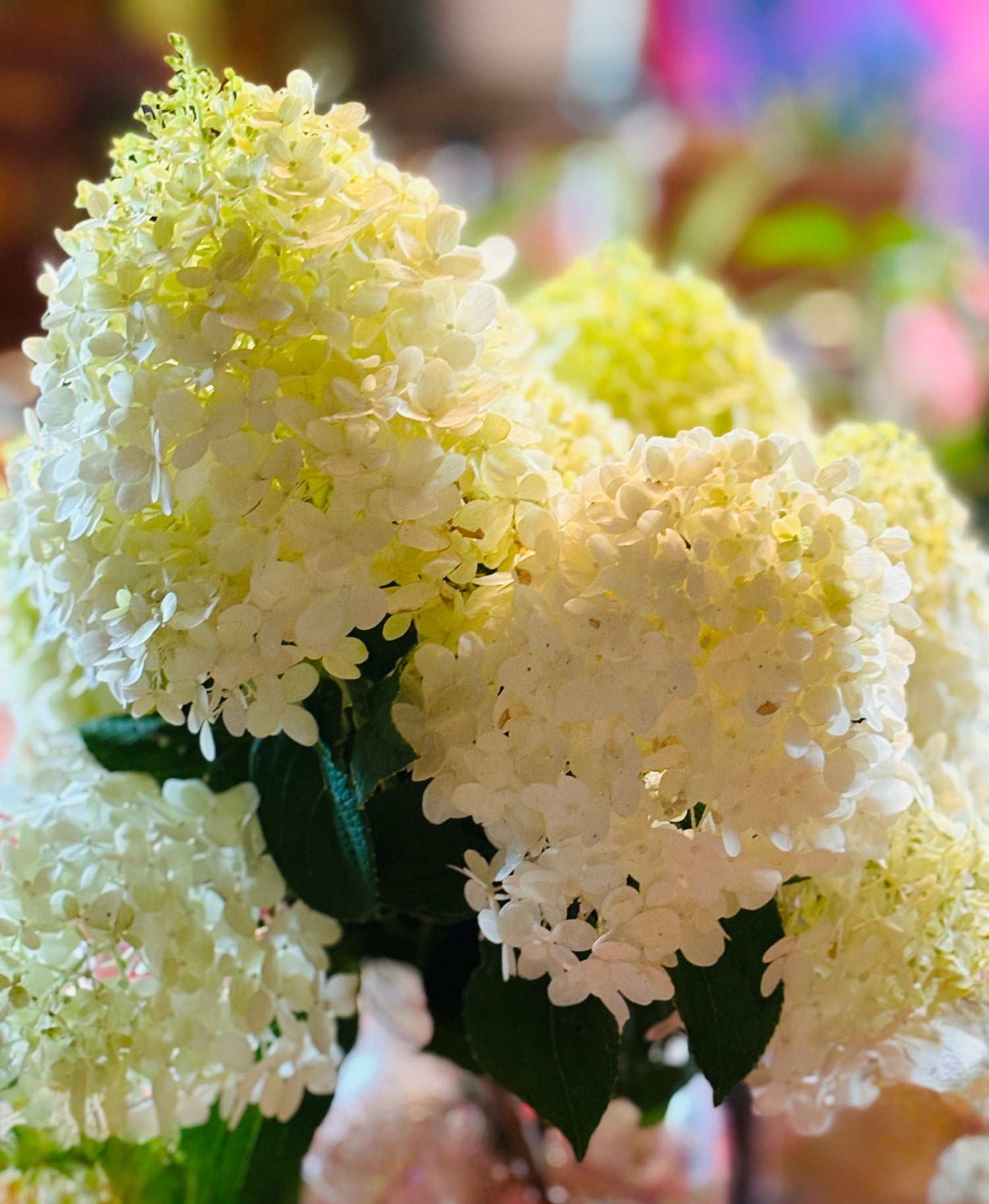 Cut flowers